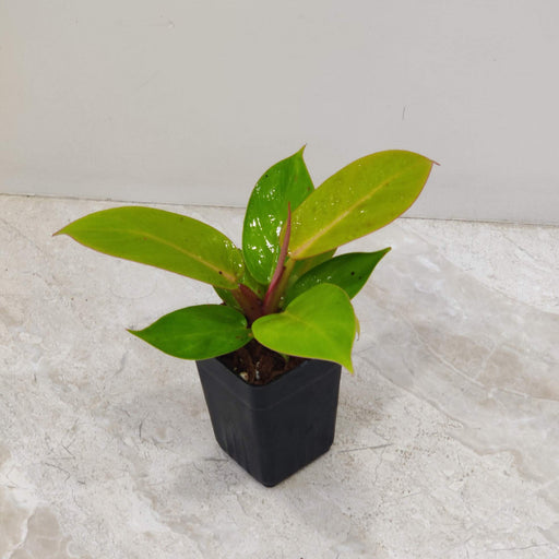 Philodendron Sunshine plant in 8.5 cm pot