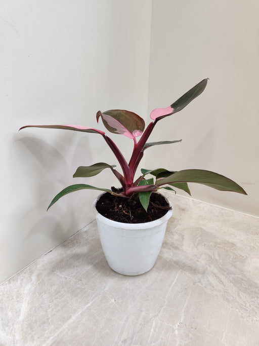philodendron pink princess singapore Shop Philodendron Pink Princess Online India at Chhajed Garden – ChhajedGarden.com