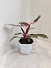 Philodendron Pink Princess in White Pot