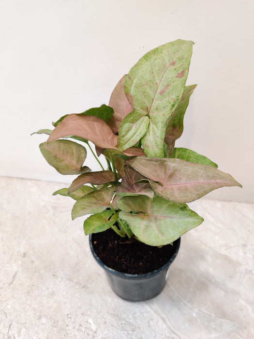 Indoor air-purifying Syngonium Confetti Tricolor plant