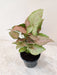 Indoor air-purifying Syngonium Confetti Tricolor plant