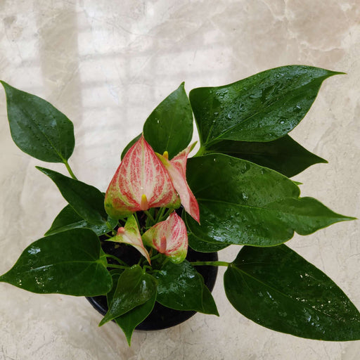 Anthurium Livium table top plant India