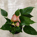Anthurium Livium table top plant India