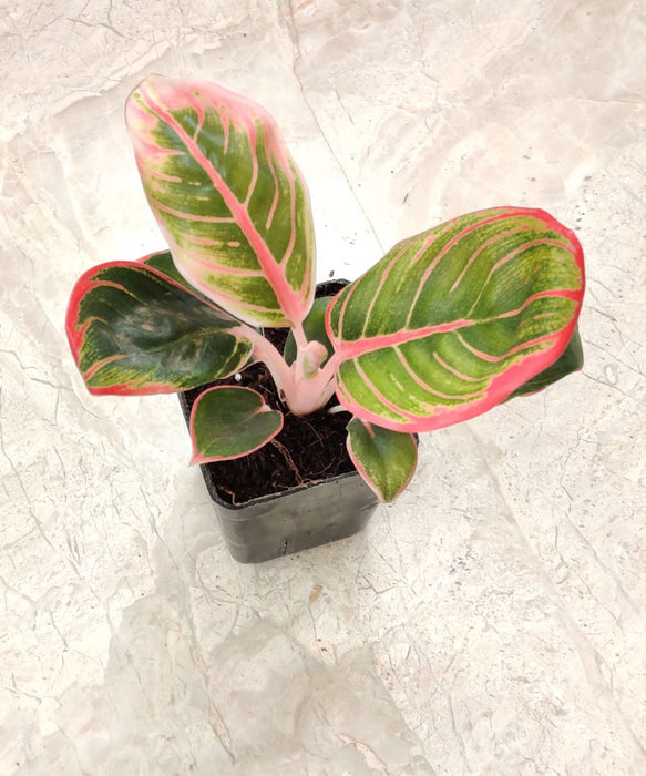 Air purifying Aglaonema plant 