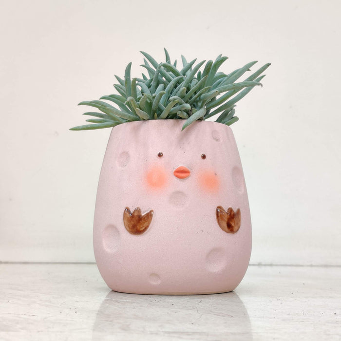 Pink Ceramic Pot for Succulents