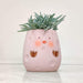 Pink Ceramic Pot for Succulents