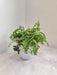 Pom Pom Fern indoor Plant