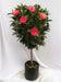 Camellia bush with large vibrant flowers