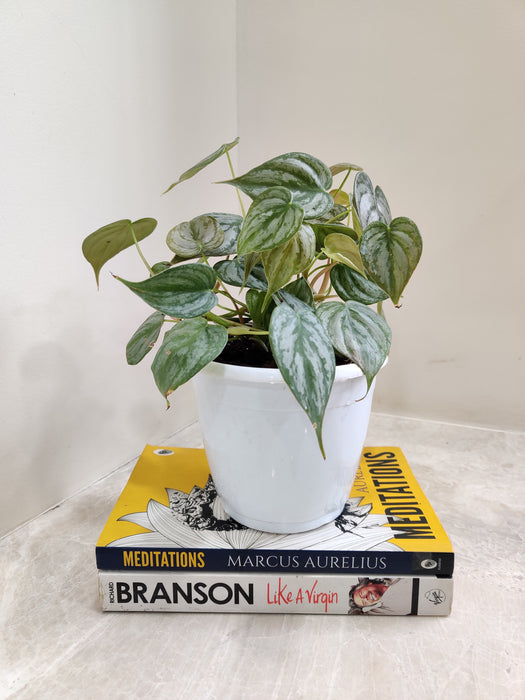 tropical-philodendron-brandtianum-home-indoor-plant