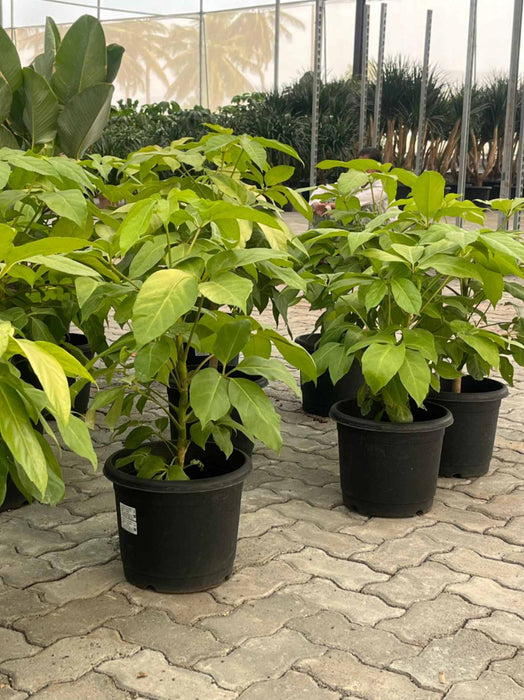 Indoor Golden Schefflera foliage with vibrant leaves