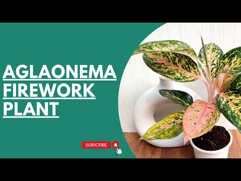 aglaonema firecracker Buy Firework Aglaonema Plant Online