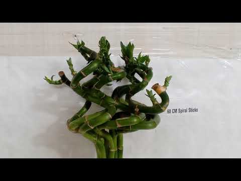 spiral lucky bamboo plant online Buy 60 cm Spiral Stick Lucky Bamboo