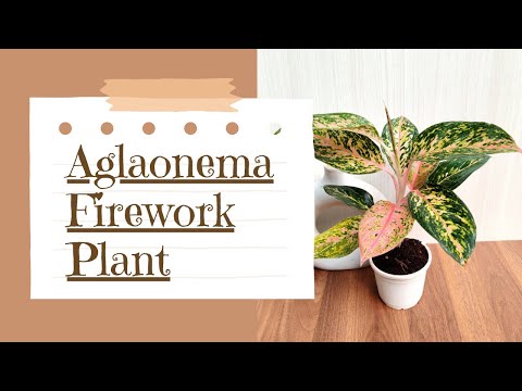 aglaonema firecracker plant Buy Firework Aglaonema Plant Online