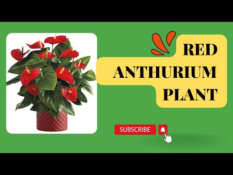 anthurium price in chennai Anthurium Red Color Small Flowering Plant