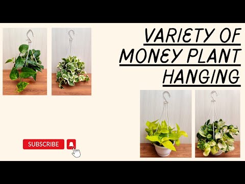 money plant hanging ideas Shop Rare Silver Money Plant with Hanging Pot Online India – ChhajedGarden.com