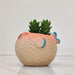 Puffer Fish Ceramic Pot for Succulents