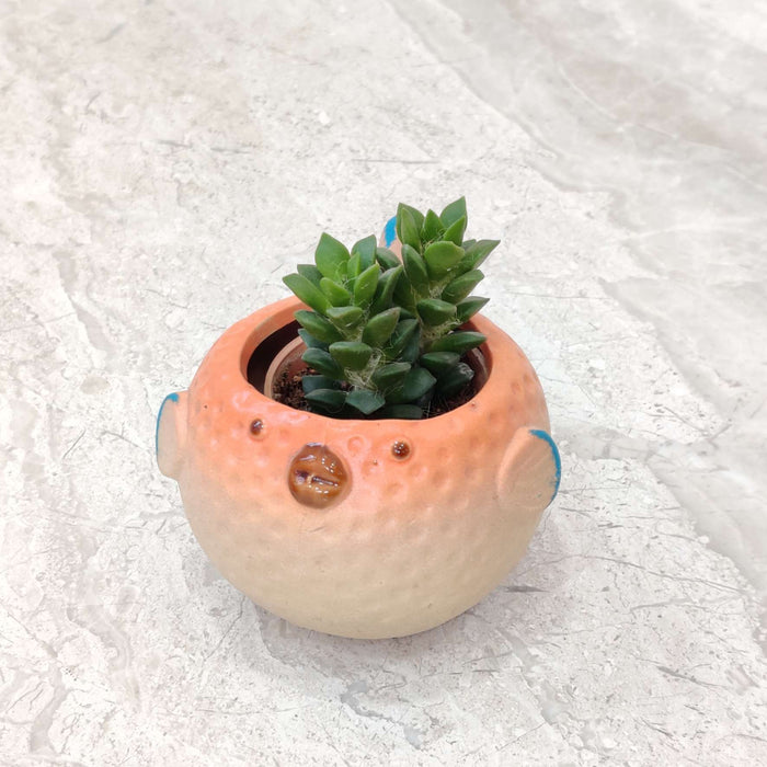 Puffer Fish Ceramic Pot for Succulents