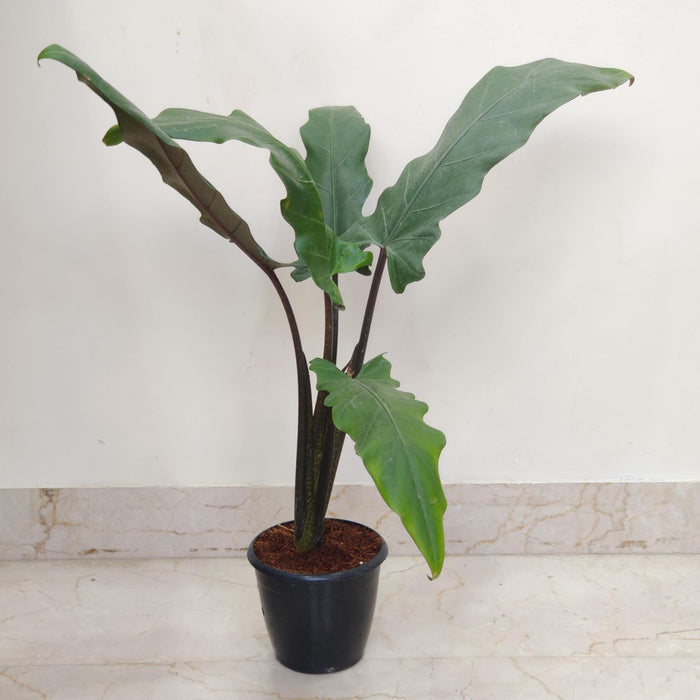 Alocasia Lauterbachiana plant in 12 cm nursery pot
