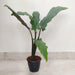 Alocasia Lauterbachiana plant in 12 cm nursery pot