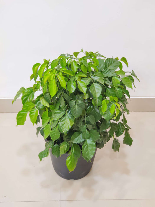 Office desk decor plant - Radermachera Green