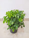 Office desk decor plant - Radermachera Green
