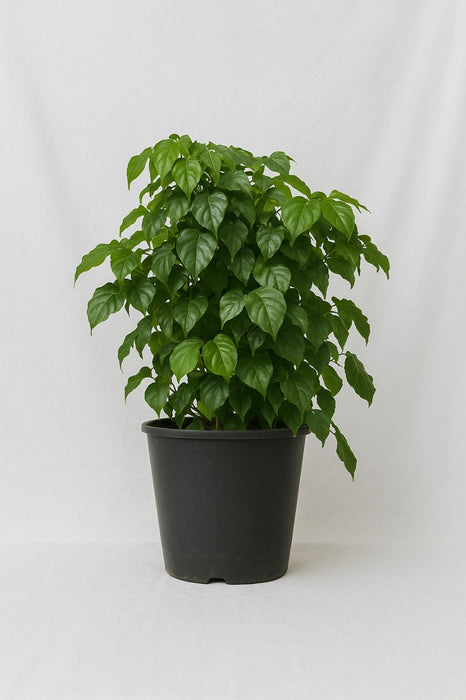 Radermachera Green Plant in black pot on white background