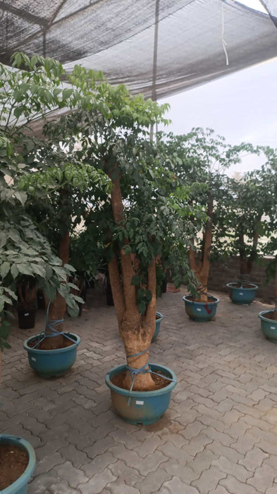 adermachera sinica plant in large decorative pot - indoor foliage plant