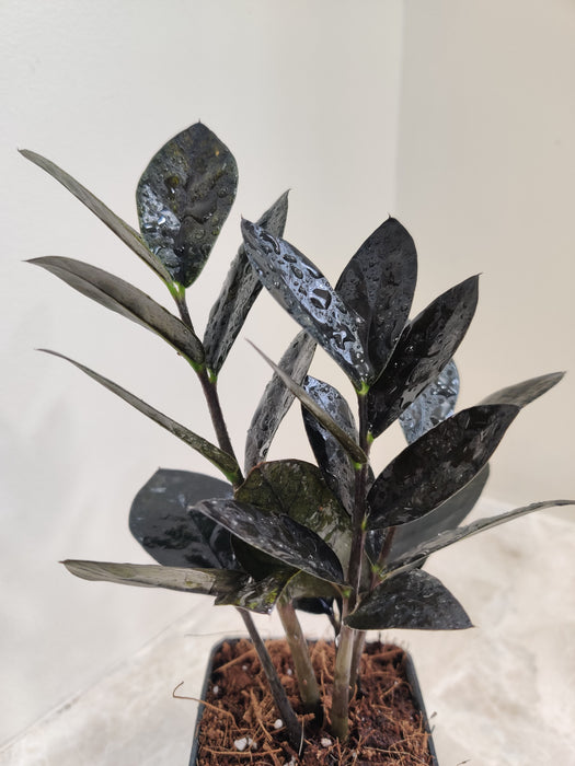 dark-leaf-zz-plant-zamioculcas-black-raven-closeup
