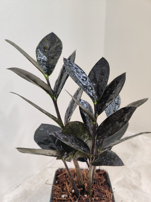 black zz plant price Buy ZZ Black Plant Online