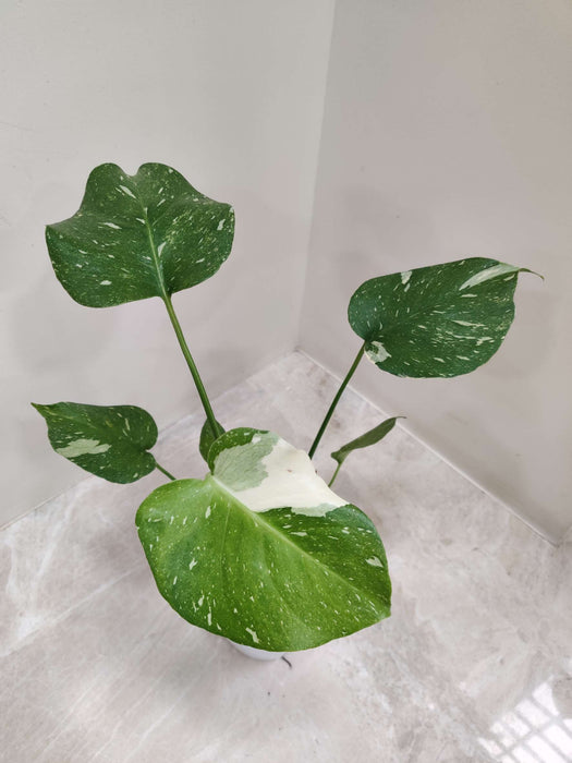 Indoor decorative Monstera Albo