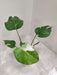 Indoor decorative Monstera Albo