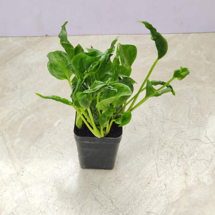 Rare Sleeping Pothos plant for home decor

