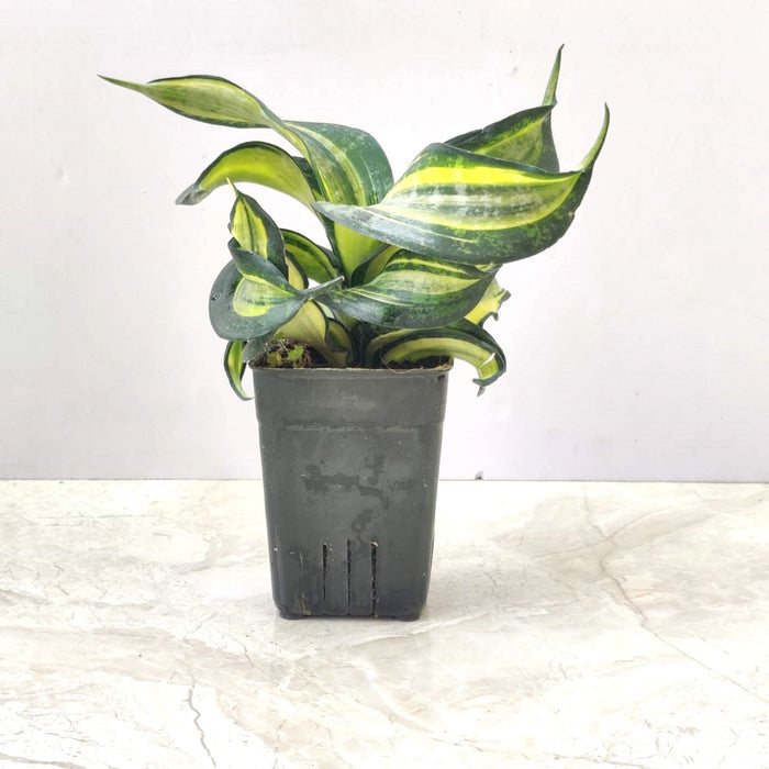 sansevieria-swirl-top-view-plant.jpg

