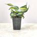 sansevieria-swirl-top-view-plant.jpg

