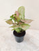 Syngonium Confetti Tricolor plant with pink and green leaves