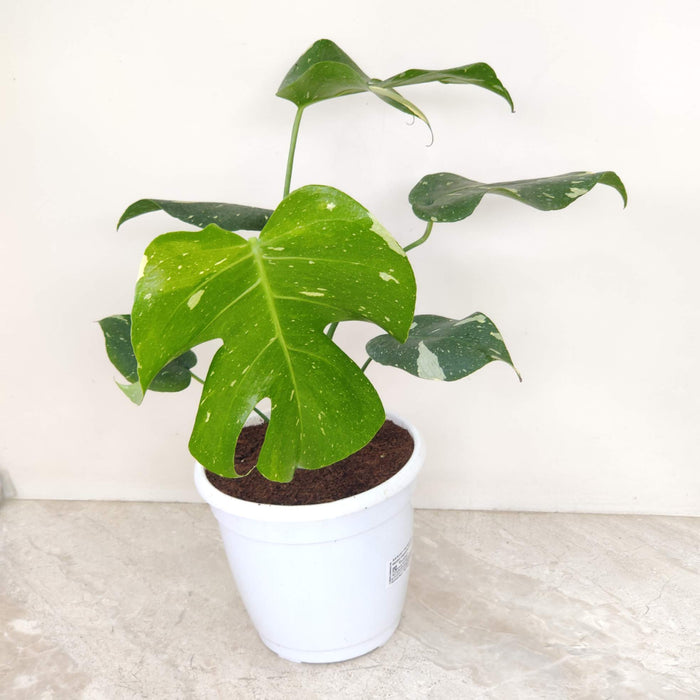 Rare Monstera plant with large fenestrated leaves and white variegation
