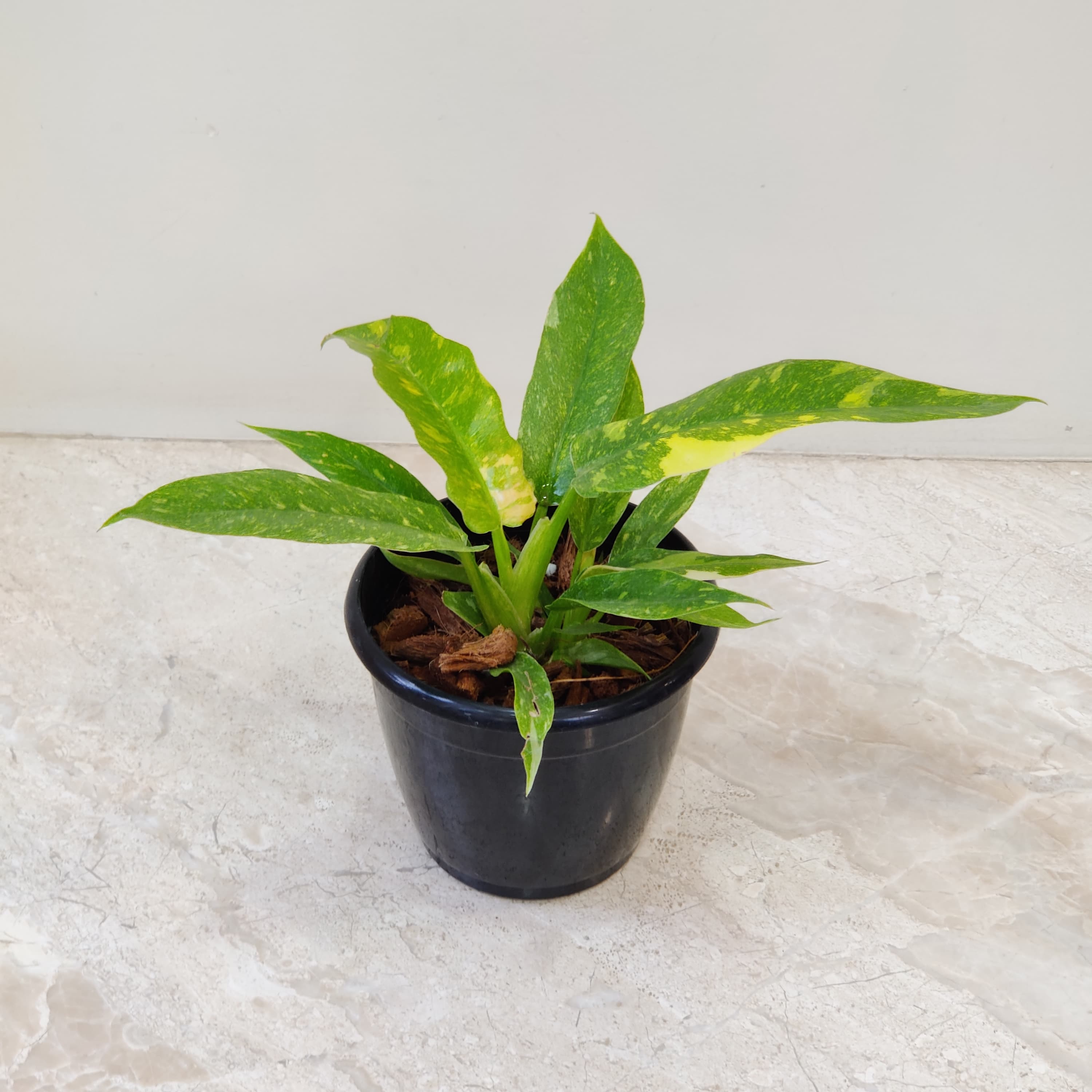 Buy Philodendron Narrow Variegated Plant – Rare Variegated Houseplant – 12  cm Pot – ChhajedGarden.com
