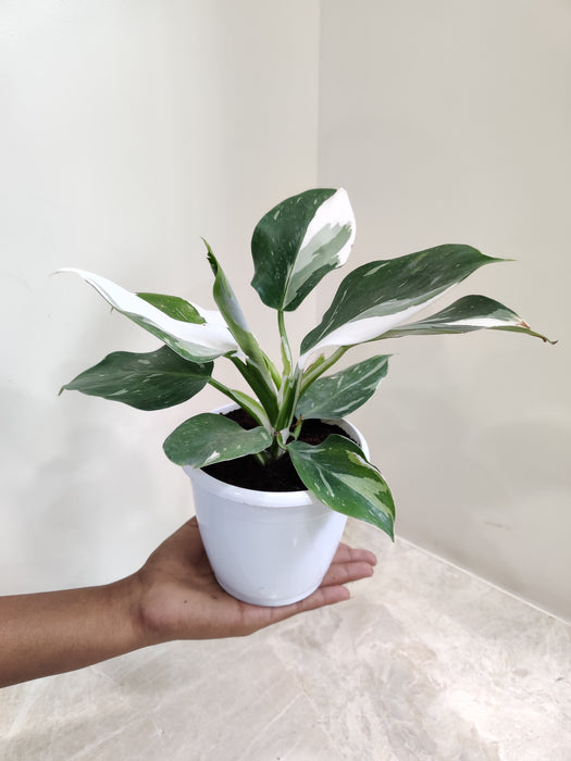 Rare White Princess Philodendron Houseplant