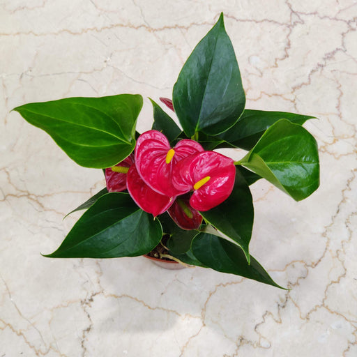 Red Anthurium indoor flowering plant India