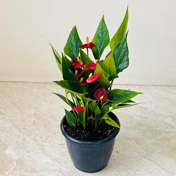 Small red anthurium indoor flowering plant