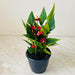 Small red anthurium indoor flowering plant