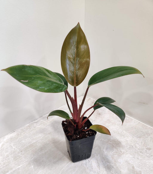 Philodendron with red stems small pot