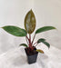 Philodendron with red stems small pot