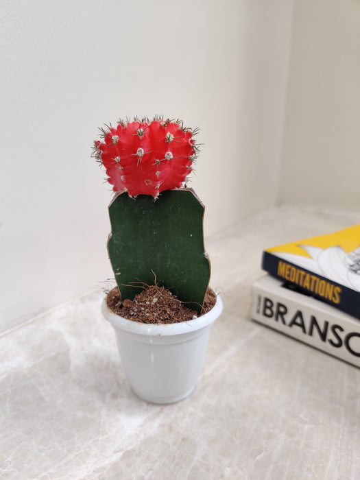 Easy Care Indoor Cactus Plant