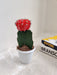 Easy Care Indoor Cactus Plant