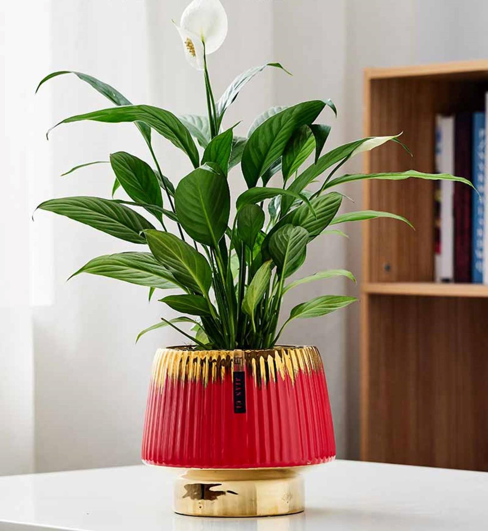 Premium Red & Gold Ceramic Planter – ChhajedGarden.com