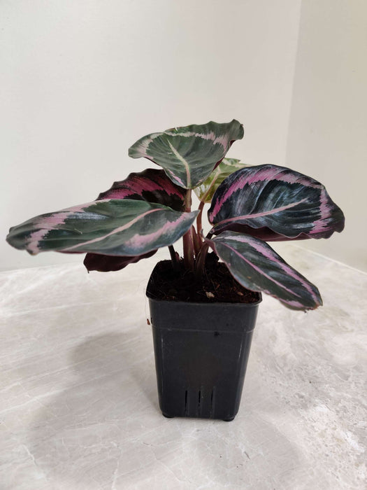 Calathea Red Wine plant in 7 cm pot