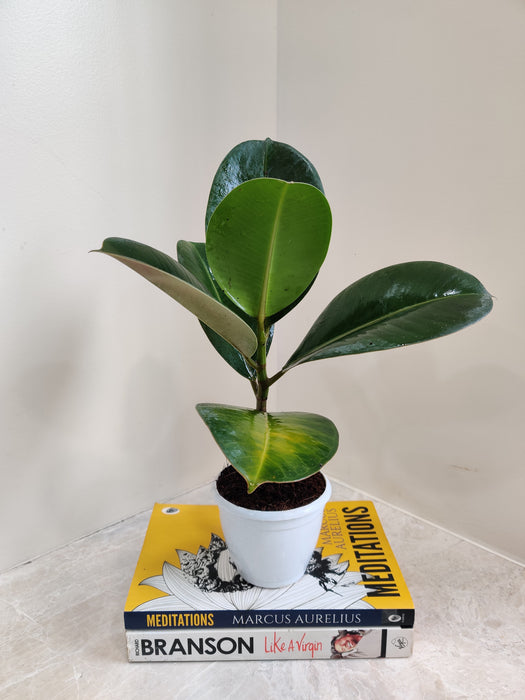Resilient Rubber Indoor Plant for Urban Homes