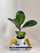 Resilient Rubber Indoor Plant for Urban Homes