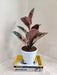 Decorative Rubber Plant Ficus Indoor plant